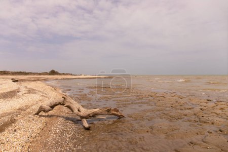 Téléchargez les photos : Wild coast of the Caspian Sea with shells. Azerbaijan. - en image libre de droit