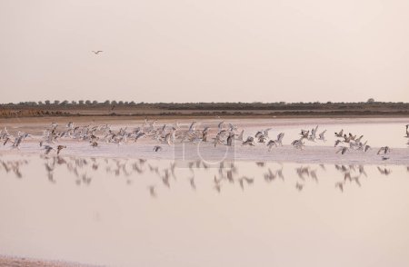 A flock of white gulls flies over a salt lake. Neftchala. Azerbaijan.