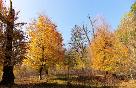 Photo for Beautiful autumn forest with yellow leaves. Azerbaijan. - Royalty Free Image