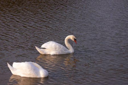 Two beautiful white swans on the lake. Park with a lake in the city of Ganja. Azerbaijan.