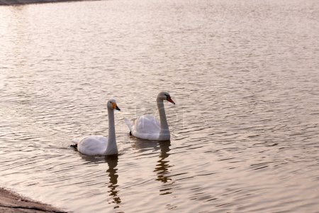 Two beautiful white swans on the lake. Park with a lake in the city of Ganja. Azerbaijan.