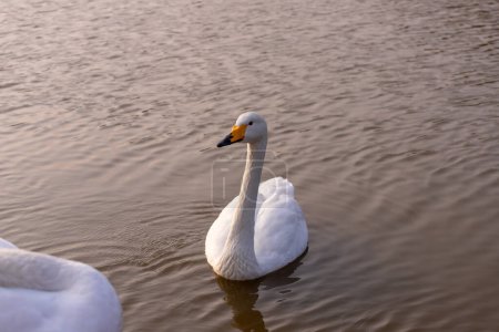 Beautiful white swans on the lake. Park with a lake in the city of Ganja. Azerbaijan.
