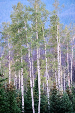 Téléchargez les photos : Trembling aspen with white trunks standing tall and parallel surrounded by conifers.  Whistlers Campground in the Canadian Rockies near Jasper, Alberta. - en image libre de droit