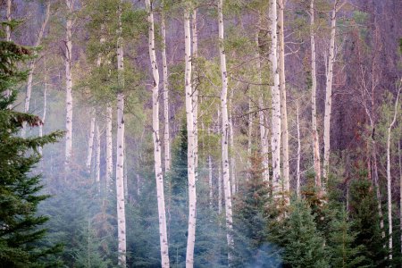 Téléchargez les photos : Smoke from a near campfire wafts through lovely stand of trembling aspen.  White-barked trunks fill most of this image taken in the Canadian Rockies near Jasper, Alberta. - en image libre de droit