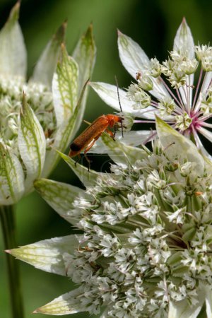 Téléchargez les photos : White astrantia flowers have all the bare essentials... a red soldier beetle pokes its head deep into a floret to find pollen - en image libre de droit