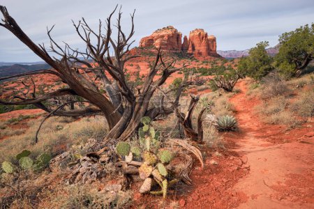 Hiline Trail führt in Richtung Cathedral Rock, Sedona, Arizona. Im Vordergrund wachsen Kakteen um einen abgestorbenen Wacholderbaum.