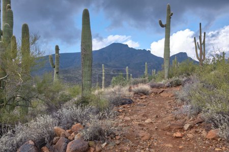 Téléchargez les photos : Après la pluie : les cactus Saguaro se dressent le long d'un sentier de randonnée humide dans l'aire de conservation du ranch Spur Cross, près de Cave Creek, en Arizona. Elephant Mountain en arrière-plan est ombragé par des nuages sombres. - en image libre de droit