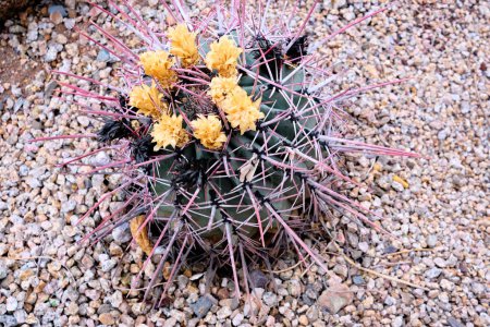 Foto de Spiky Ferocactus Wislizeni - un cactus barril - tiene flores de color amarillo pálido. Cactus verde crece entre pequeñas piedras grises. - Imagen libre de derechos