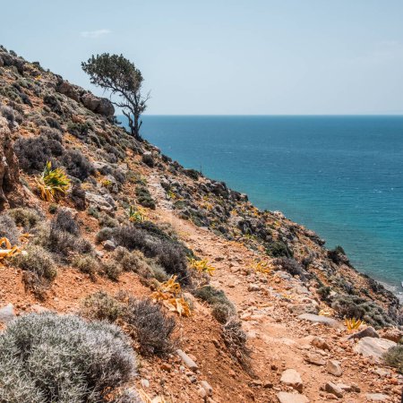 Photo for Section of the E4 Long Distance European walking trail between Agia Roumeli and Loutro in Southern Crete, hugs the steep cliffs between mountains and the sea. Bent tree shows prevailing wind direction. - Royalty Free Image