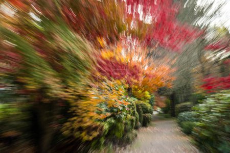 Zoom blur (Intentional Camera Movement  or ICM) creates a unique impression of the autumn colours found on a pathway in White Rock, BC