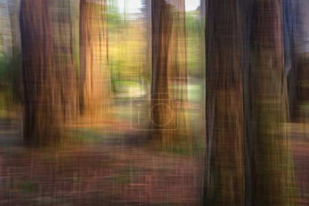 Using Intentional Camera Movement (ICM) and combining two images in-camera a forest of Douglas Fir and Cedar trees appears like fabric with a warp and a weft.