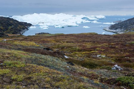 Massive blocks of ice and icebergs float out to sea from the Icefjord near Illulisat at Sermermiut.  View looking over tundra vegetation to the Blue Route Hiking Trail.