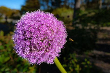 Allium giganteum violet sur fond vert et flou. La tige inclinée vers la droite ajoute du dynamisme à l'image.