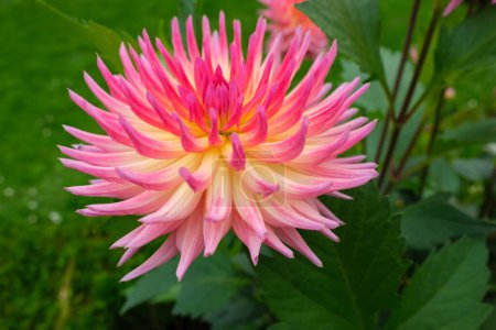 Side view of giant pink and yellow dahlia which shows beautifully against green foliage in the background.