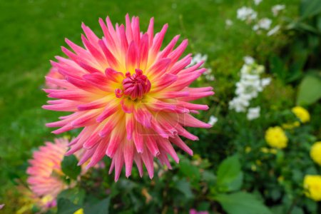 Prahlen: Riesige rosa und gelbe Dahlie zeigt ihre Schönheit mit anderen Blumen und ergänzendem grünem Gras im Hintergrund
