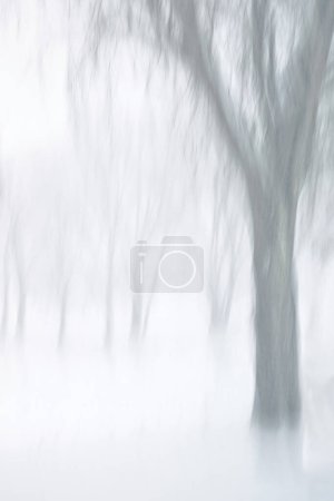 Monochromatic Abstract of graceful, bare trees during snowfall.  Vertical Intentional Camera Movement (ICM) creates lightness and wispiness the trees.