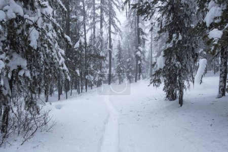 Snow shoe trail leads through centre of image.  Recent snowfall weighs down the branches in this coniferous forest near Oliver, BC