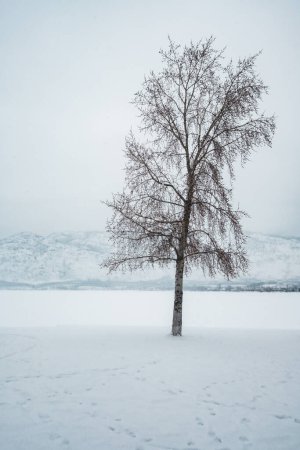 Winterszene aus Schnee, Fußabdrücken und einem kahlen, einsamen Baum neben Osoyoos, BC