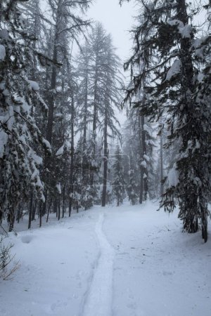 Schneeschuhpfad im Nadelwald bei Oliver, BC führt durch Bildmitte. Jüngster Schneefall drückt auf Äste.