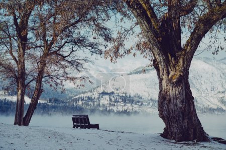 Bank - perfekt gelegen, um den Blick auf den See Chelan zu genießen - sitzt zwischen zwei anmutigen Bäumen in einer schneebedeckten Landschaft
