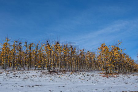 Orchard in Washington State under winter blue skies;  Golden yellow apples remain on trees while soil is covered with snow