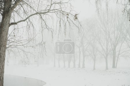 Comme les chutes de neige - Arbre de premier plan sur la gauche, encadre la ligne des arbres lointains, apparaissant brumeux à travers la neige tombante.