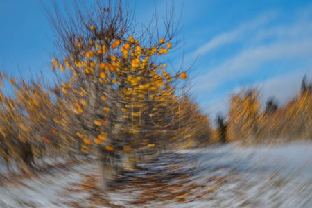 Yellow apples orchard in Washington State in winter.  Rotational camera movement (ICM) creates unique swirl pattern with apples and snow.