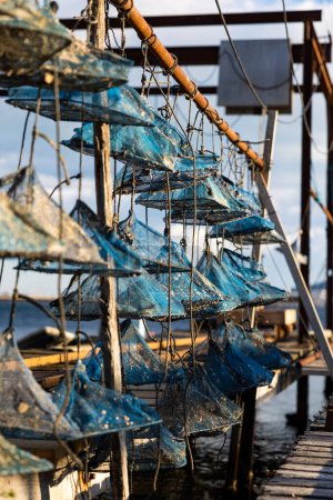 Foto de Pre-fattening baskets (lantern pockets) for oysters used by oyster farmers in the Etang de Thau - Imagen libre de derechos