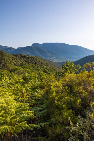 Téléchargez les photos : Forest and mountains around the village of Olargues in the Haut-Languedoc Regional Nature Park - en image libre de droit