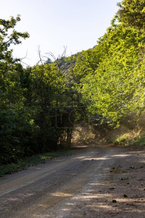 Téléchargez les photos : Forest track in the communal forest of Olargues in the Haut-Languedoc Regional Nature Park - en image libre de droit