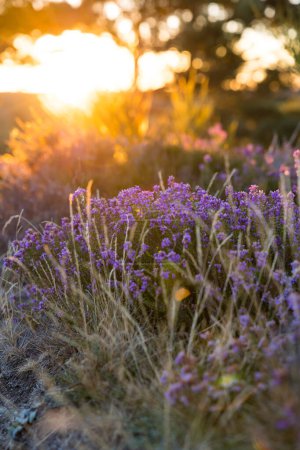Heather at sunrise on the summit of Mont Caroux in the Haut-Languedoc Regional Nature Park puzzle 644785282