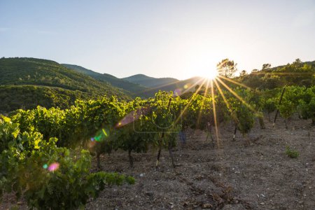 Téléchargez les photos : Coucher de soleil sur le vignoble Saint-Chinien près du hameau de Ceps à Roquebrun - en image libre de droit