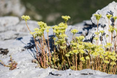Foto de Flores de piedra de color blanco amarillento, también llamadas Nice Stonecrop o Nice Sedum (Petrosedum sediforme (Jacq.) Grulich) en el hueco de una roca en el macizo de Cevennes, cerca de Sumene - Imagen libre de derechos