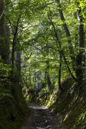 Téléchargez les photos : Chemin au cœur d'une haie de bocage sur le sentier de randonnée de la boucle Hom à Thury-Harcourt, en Normandie suisse - en image libre de droit