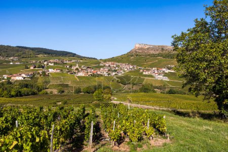 Téléchargez les photos : Roche du Vergisson, son village et son vignoble, depuis le sommet de la Roche du Solutre, en Bourgogne - en image libre de droit