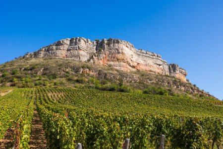 Téléchargez les photos : Falaise calcaire de Roche du Vergisson surplombant le vignoble de la célèbre appellation Pouilly-Fuisse, en Bourgogne, près de Macon - en image libre de droit