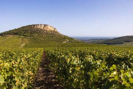 Téléchargez les photos : Falaise calcaire de Roche du Vergisson surplombant le vignoble de la célèbre appellation Pouilly-Fuisse, en Bourgogne, près de Macon - en image libre de droit