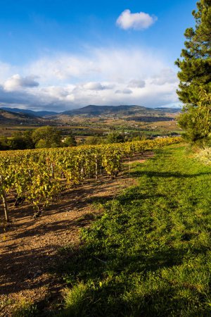 Téléchargez les photos : Vue panoramique des vignobles du Beaujolais s'étendant jusqu'à la montagne Rochefort depuis les pentes du Mont Brouilly - en image libre de droit