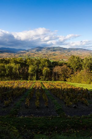 Téléchargez les photos : Vue panoramique des vignobles du Beaujolais s'étendant jusqu'à la montagne Rochefort depuis les pentes du Mont Brouilly - en image libre de droit