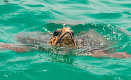 Photo for Caretta caretta turtle in Zakynthos island in Greece close up view. - Royalty Free Image