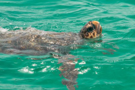 Photo for Caretta caretta turtle in Zakynthos island in Greece swimming. - Royalty Free Image