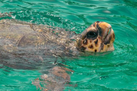 Photo for Caretta caretta turtle in Zakynthos island in Greece during a boat tour. - Royalty Free Image