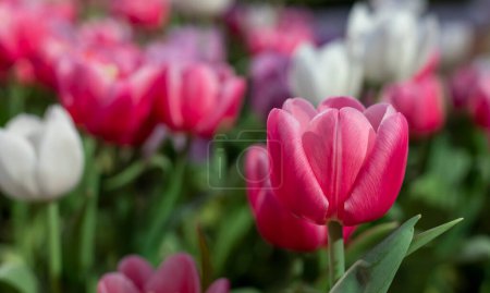 Photo for Pink tulip flower in early spring season garden with copy space for design usage - Royalty Free Image