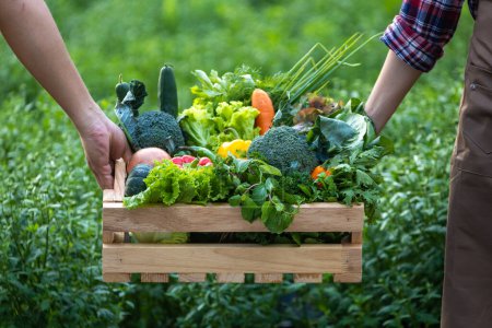 Téléchargez les photos : Main d'agriculteurs portant le plateau en bois plein de légumes biologiques fraîchement cueillis au jardin pour la saison des récoltes et une alimentation saine concept alimentaire - en image libre de droit