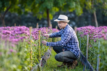 Photo for Asian gardener is cutting purple chrysanthemum flowers using secateurs for cut flower business for dead heading, cultivation and harvest season concept - Royalty Free Image