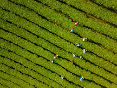 Téléchargez les photos : Aerial view of farmer picking tea leave in the morning along the hillside mountain for harvest season - en image libre de droit