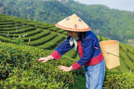 Téléchargez les photos : Senior asian woman in traditional cloth picking fresh tea leave in the morning in her hill side tea farming and plantation business - en image libre de droit