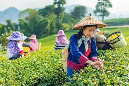 Téléchargez les photos : Group of senior asian woman in traditional cloth picking fresh tea leave in the morning in her hill side tea farming and plantation business - en image libre de droit