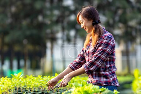Foto de Agricultor local asiático está utilizando la tijera para pinchar hacia fuera el cultivo de plántulas mientras trabaja en el campo de verduras para una dieta saludable y estilo de vida - Imagen libre de derechos