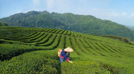 Téléchargez les photos : Femme asiatique en tissu traditionnel cueillette de thé frais congé le matin dans son agriculture de thé de côte de colline et l'entreprise de plantation - en image libre de droit